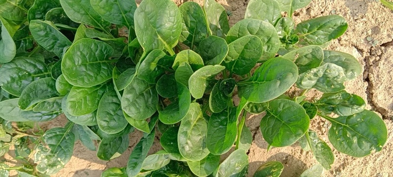 精品大菠菜，河南趴地菠菜，德国菠菜，基地现货直发对接批发
