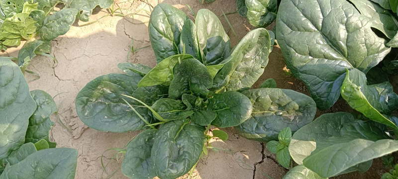 精品大菠菜，河南趴地菠菜，德国菠菜，基地现货直发对接批发