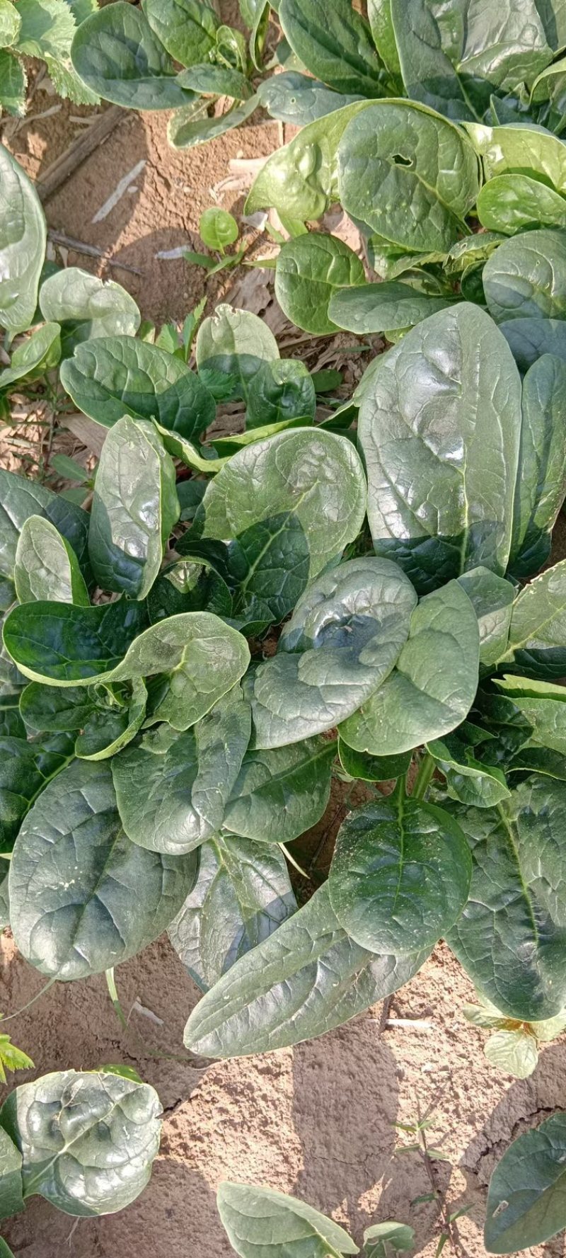 精品大菠菜，河南趴地菠菜，德国菠菜，基地现货直发对接批发