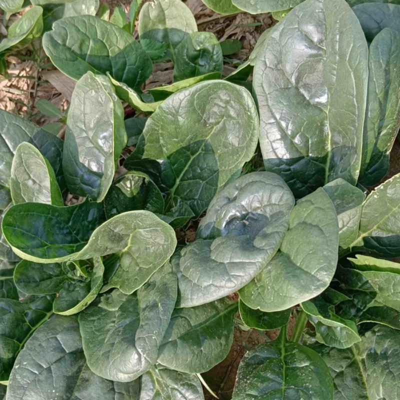 【当季热卖】河南周口精品趴地大菠菜，德国菠菜现货供应量大