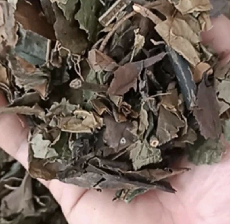 肿节风