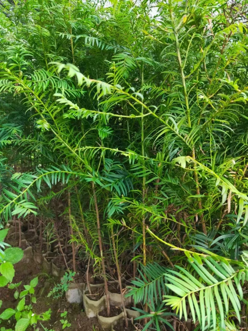 红豆杉杯苗，基地直供，技术指导，包成活率，量大从优，