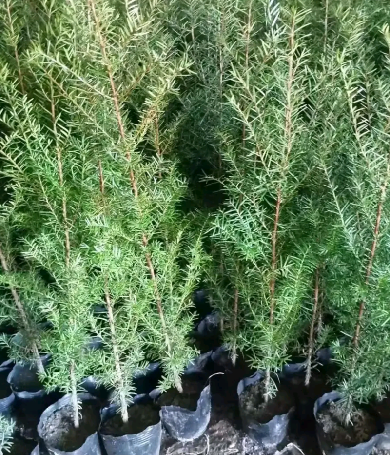 红豆杉杯苗，基地直供，技术指导，包成活率，量大从优，