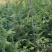 红豆杉杯苗，基地直供，技术指导，包成活率，量大从优，