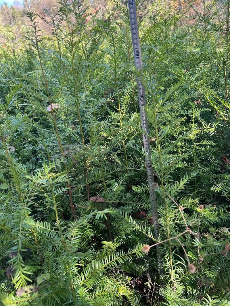 红豆杉杯苗，基地直供，技术指导，包成活率，量大从优，