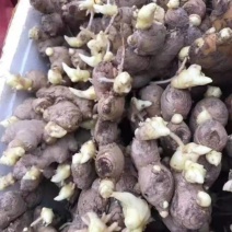 368高产王姜种，山农二号小黄姜种品种齐全保质质保量全国发货