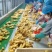 368高产王姜种，山农二号小黄姜种品种齐全保质质保量全国发货