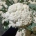 青梗撒花，花菜#白花菜#有机花菜#菜花#白面青梗