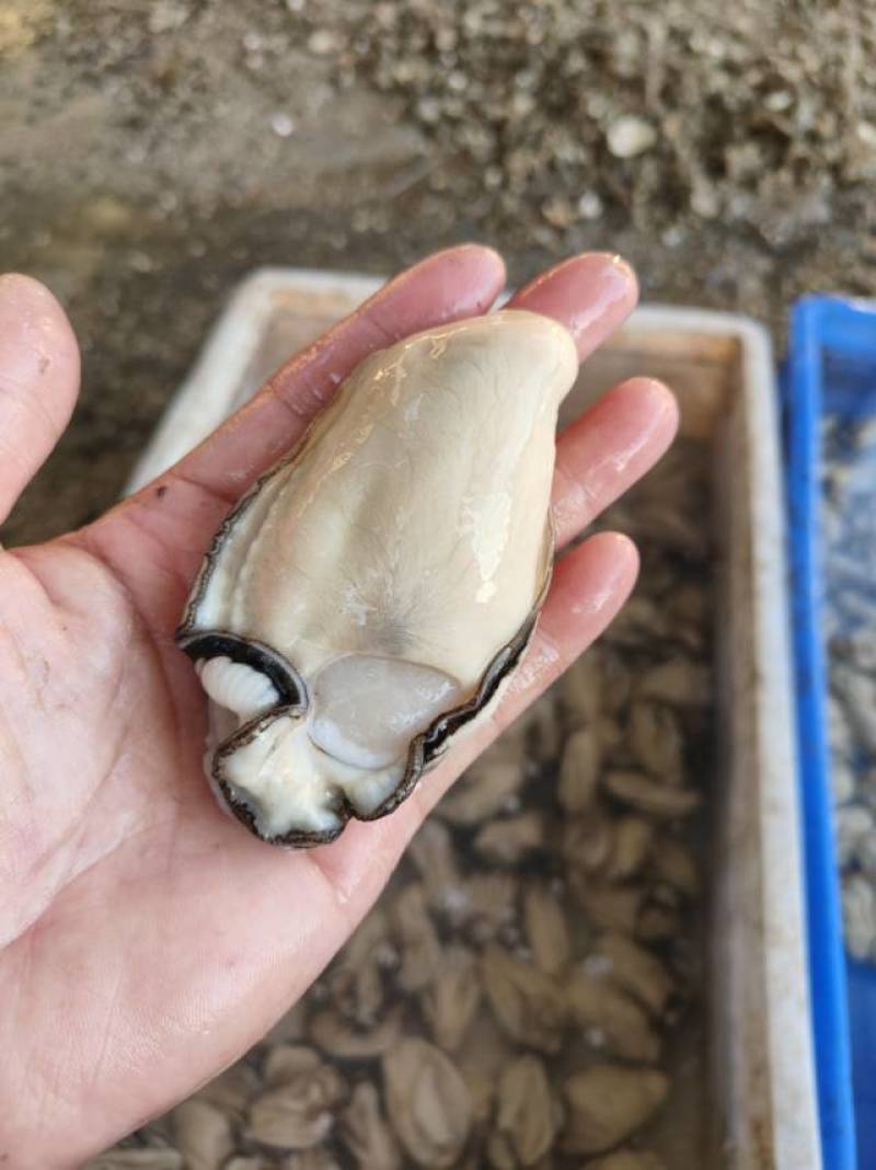 台山咸水肉，湛江生蚝肉，特大肉，大肉，脆肉蚝