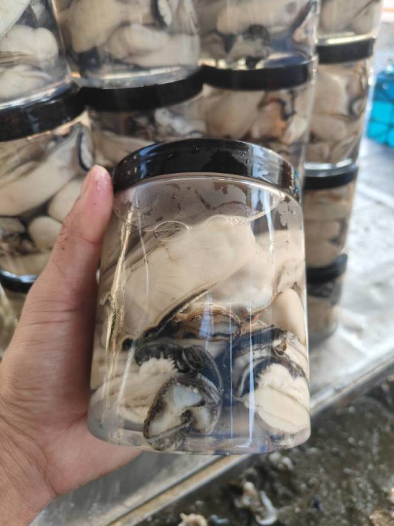 台山咸水肉，湛江生蚝肉，特大肉，大肉，脆肉蚝