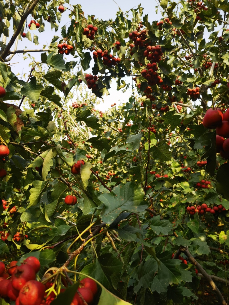 山楂