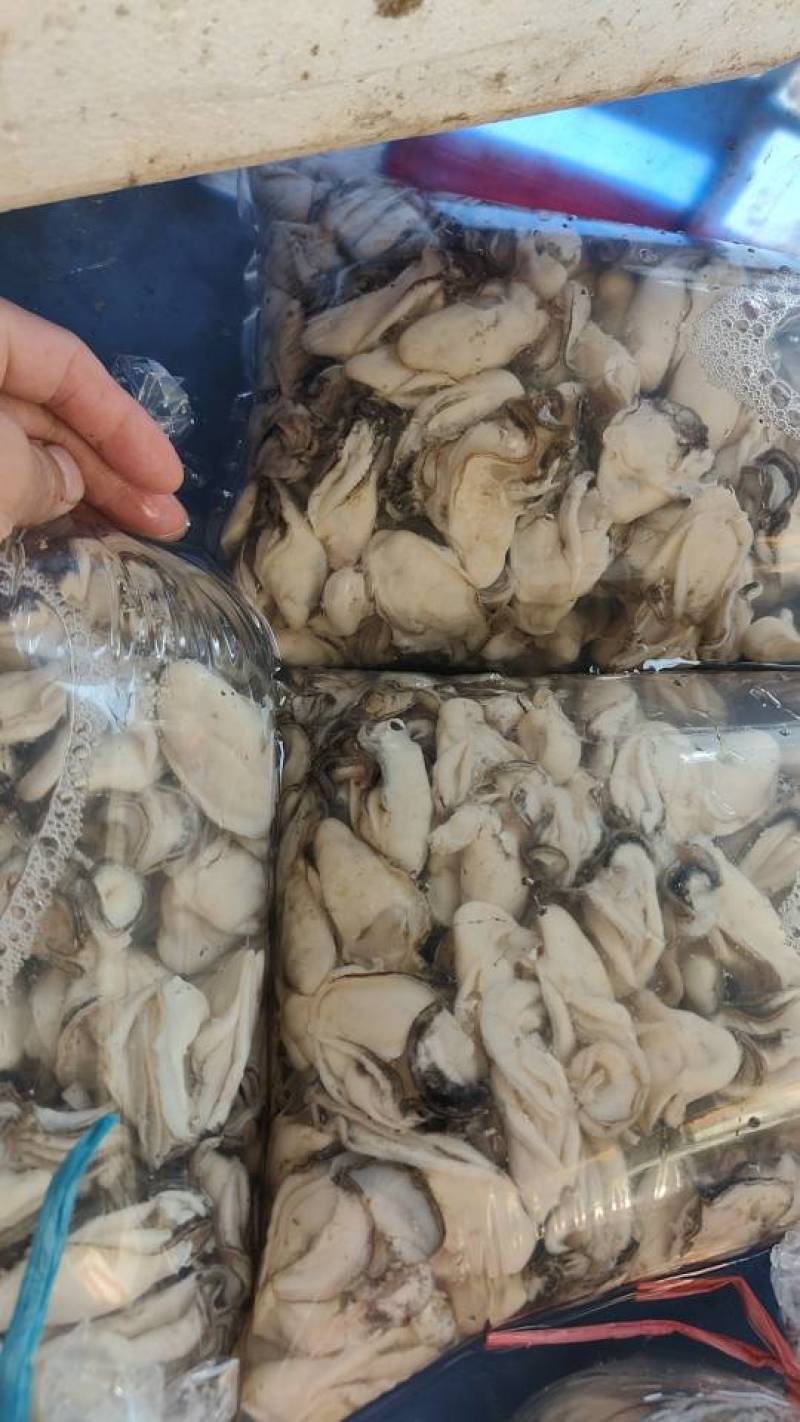 台山咸水肉，湛江生蚝肉，特大肉，大肉，脆肉蚝