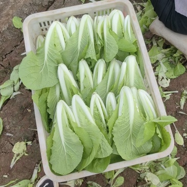 无害蔬菜保质保量保新鲜
