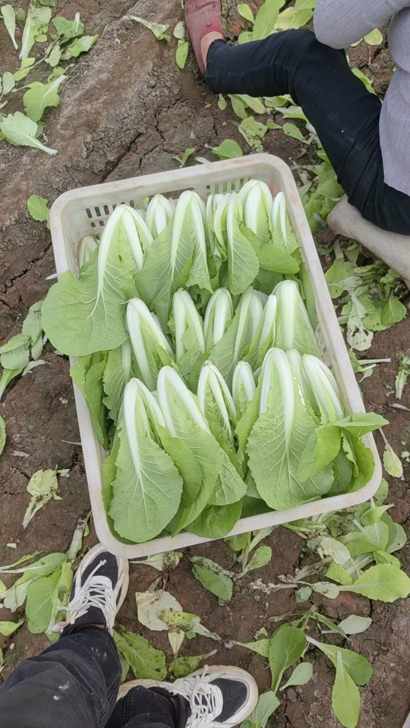 无害蔬菜保质保量保新鲜