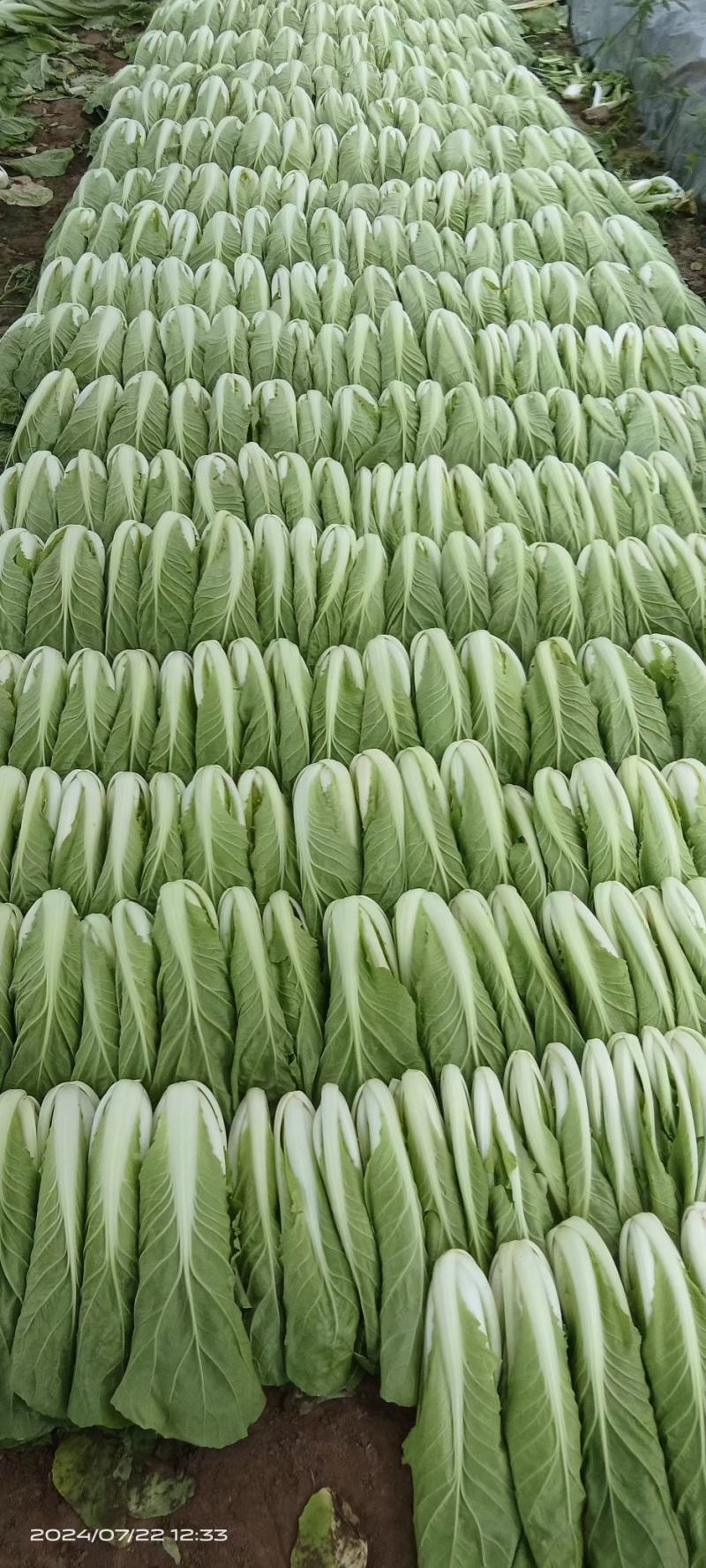 无害蔬菜保质保量保新鲜