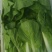 无害蔬菜保质保量保新鲜