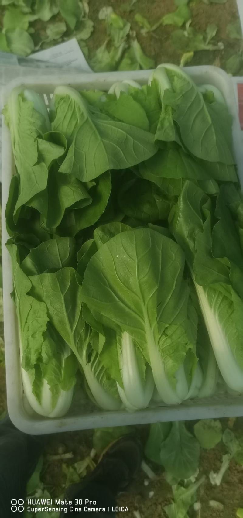 无害蔬菜保质保量保新鲜