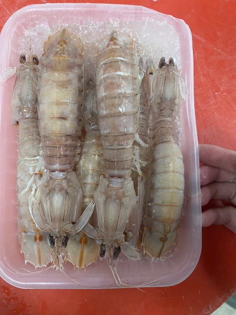 【精品】熟冻皮皮虾北海虾爬子特大赖尿虾批发