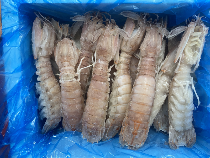 【精品】熟冻皮皮虾北海虾爬子特大赖尿虾批发
