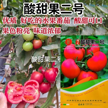 豫艺酸甜果二号草莓番茄种子水果番茄种籽酸甜糖度高草莓柿子