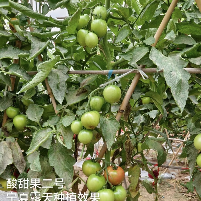 豫艺酸甜果二号草莓番茄种子水果番茄种籽酸甜糖度高草莓柿子