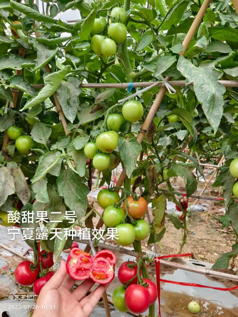 豫艺酸甜果二号草莓番茄种子水果番茄种籽酸甜糖度高草莓柿子