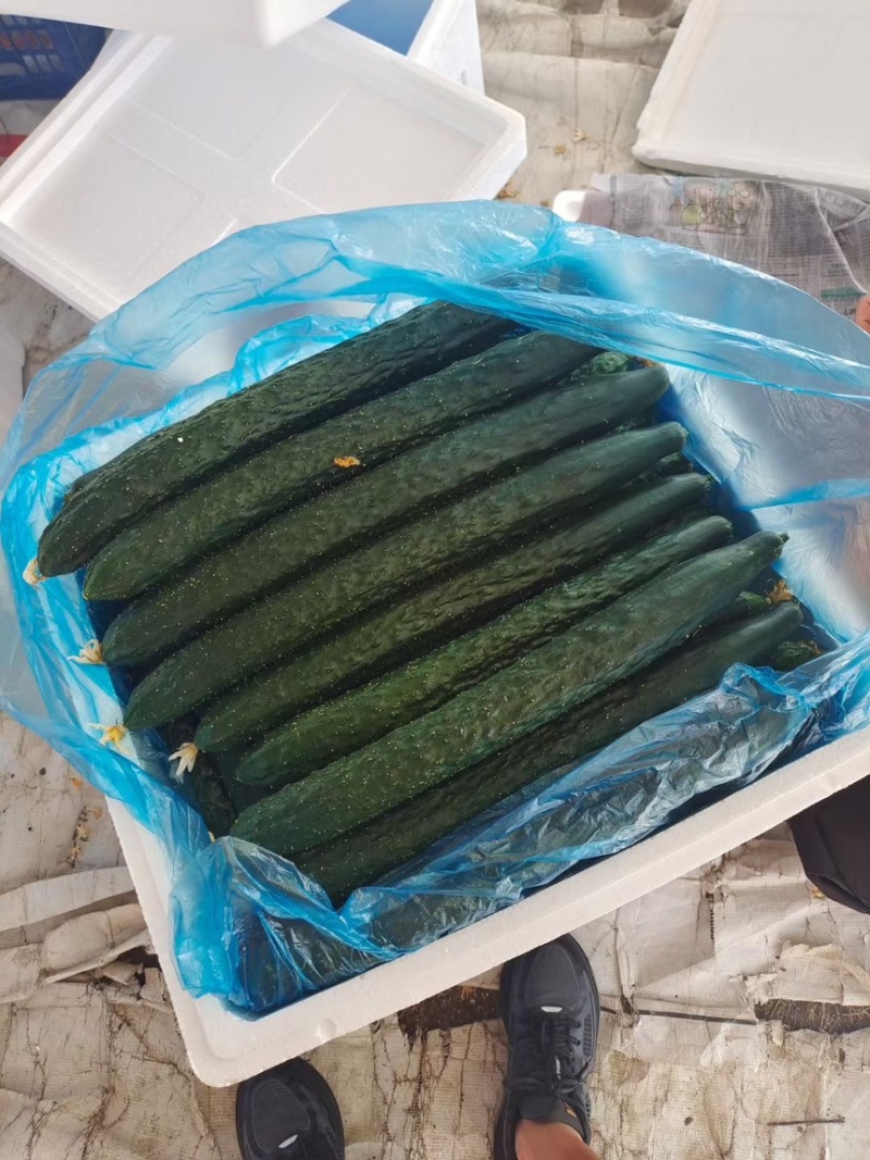 精品黄瓜青瓜密刺黄瓜新苗上市，大量供应超市、电商平台
