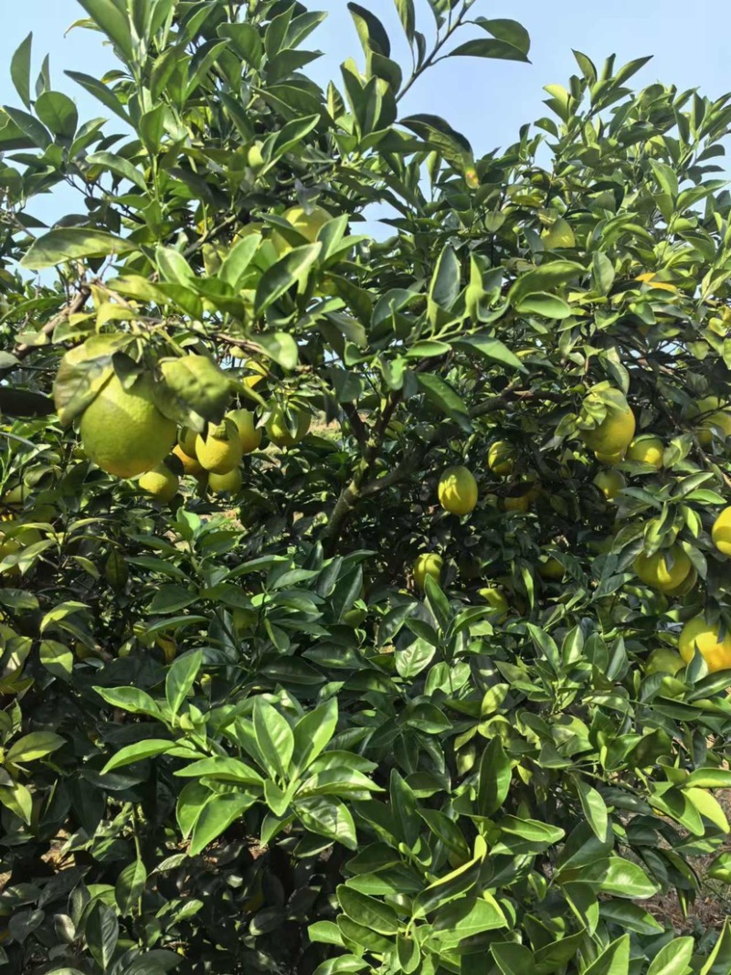 信丰脐橙赣南脐橙果园直发欢迎电联订货