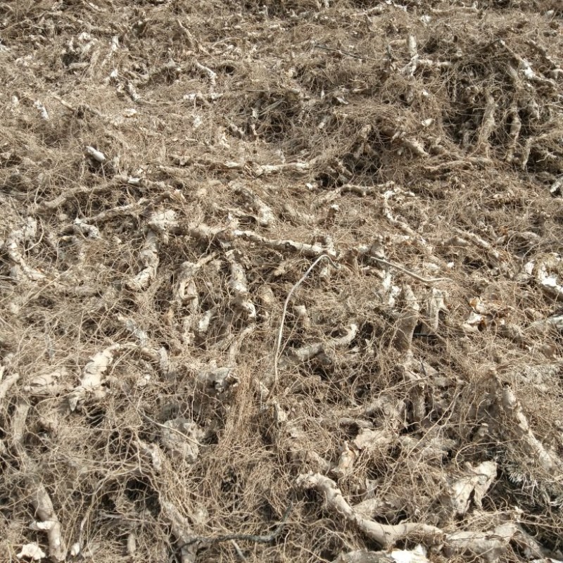 穿地龙