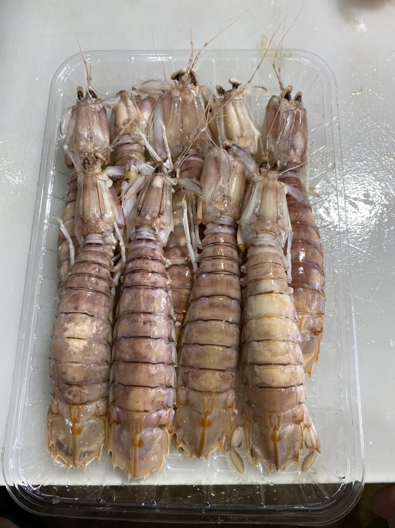 【质量稳定】北海皮皮虾虾爬子赖尿虾各规格齐全海虾