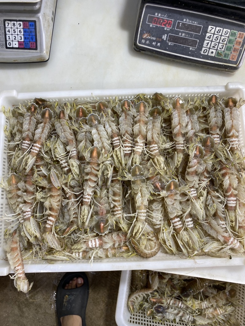 【质量稳定】北海皮皮虾虾爬子赖尿虾各规格齐全海虾