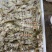 【质量稳定】北海皮皮虾虾爬子赖尿虾各规格齐全海虾