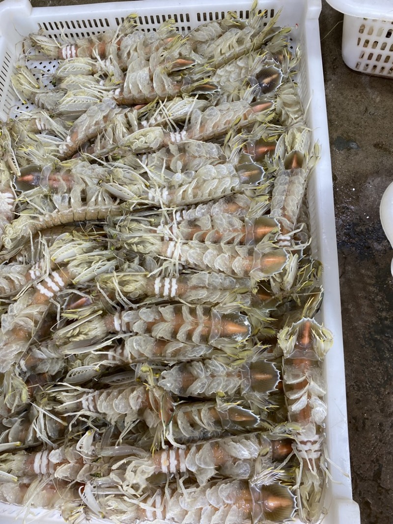【质量稳定】北海皮皮虾虾爬子赖尿虾各规格齐全海虾