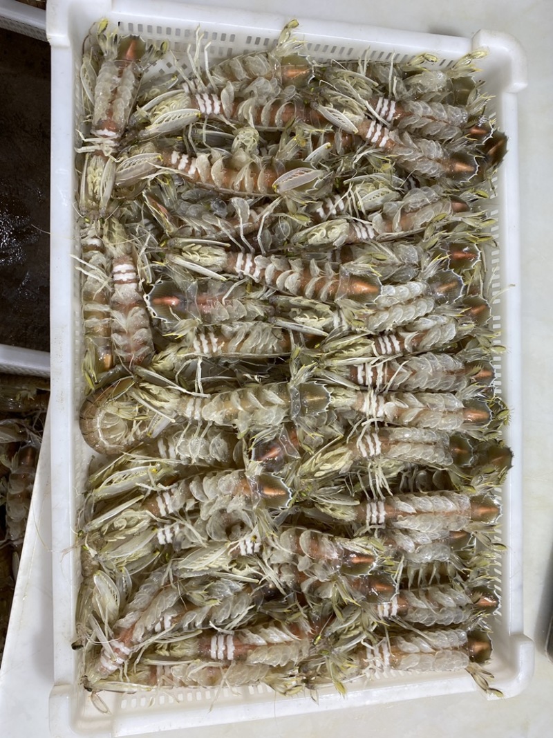 【质量稳定】北海皮皮虾虾爬子赖尿虾各规格齐全海虾