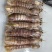 【质量稳定】北海皮皮虾虾爬子赖尿虾各规格齐全海虾