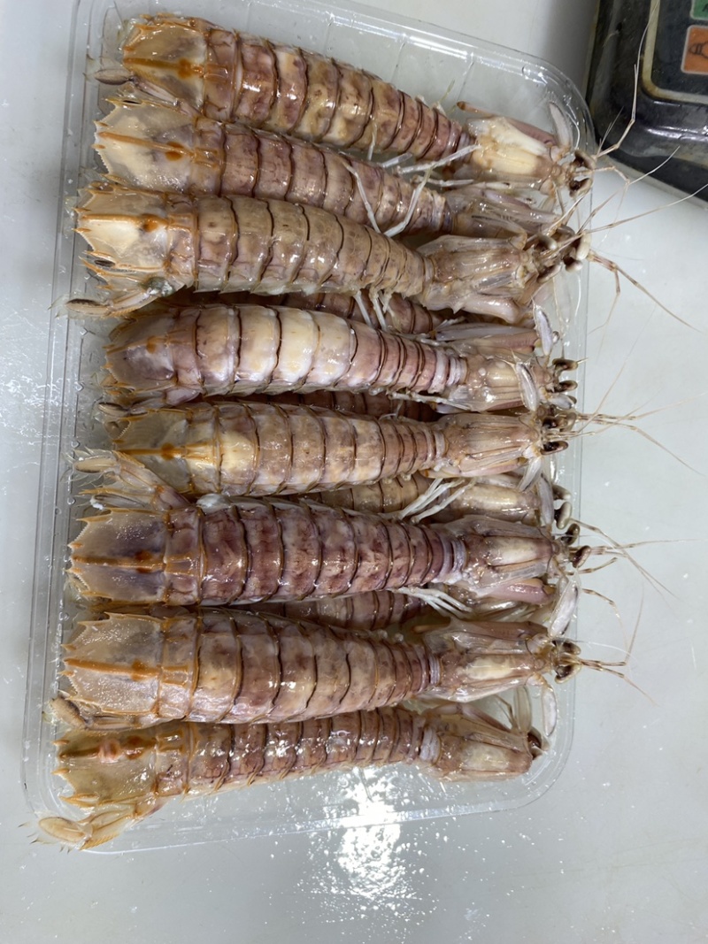 【质量稳定】北海皮皮虾虾爬子赖尿虾各规格齐全海虾