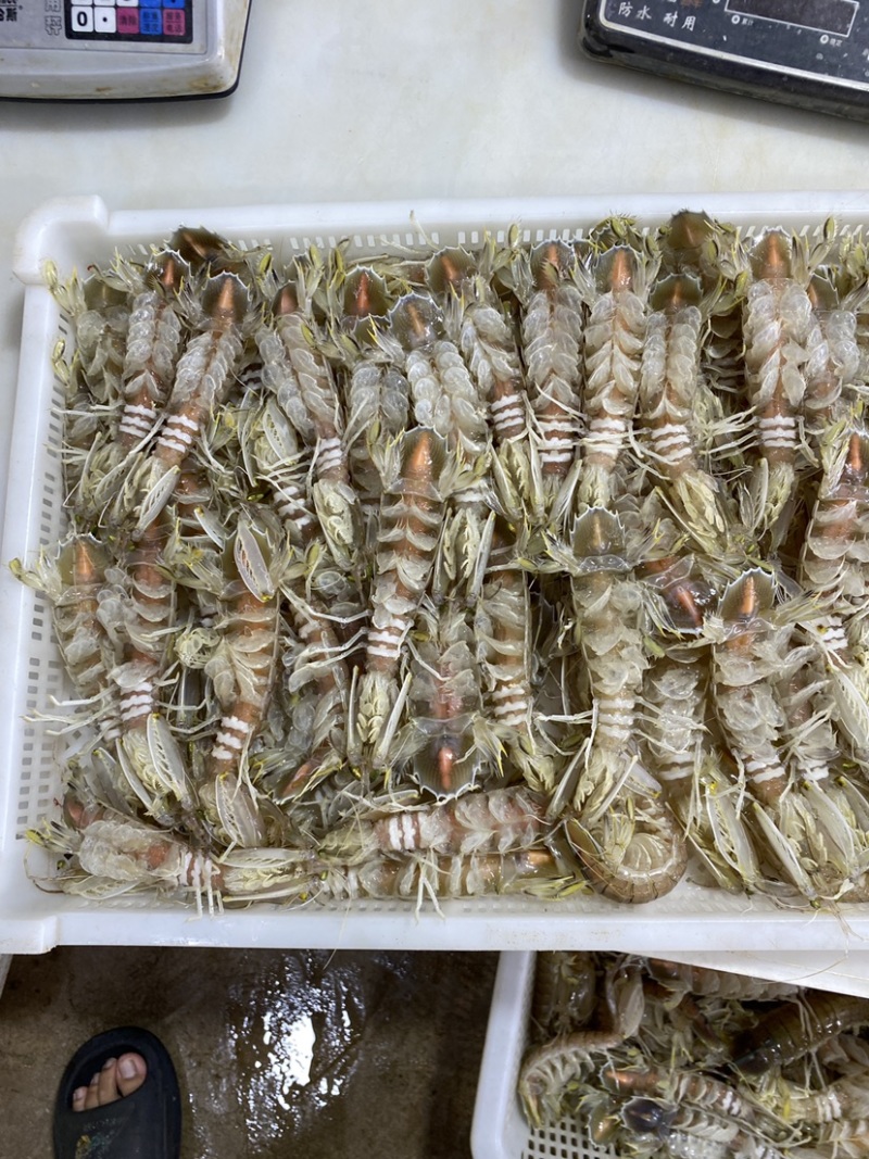 【质量稳定】北海皮皮虾虾爬子赖尿虾各规格齐全海虾