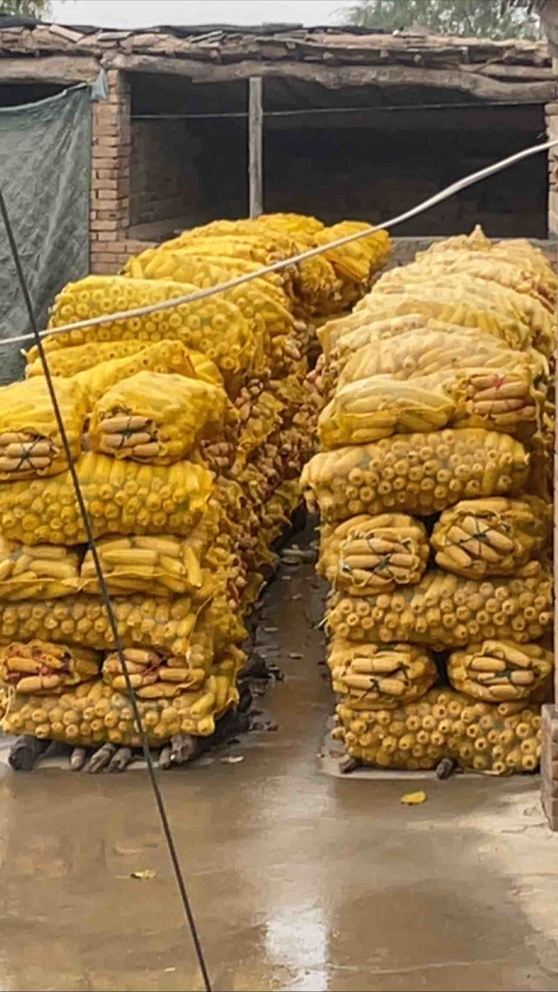 甘肃陇西玉米颗粒饱满
