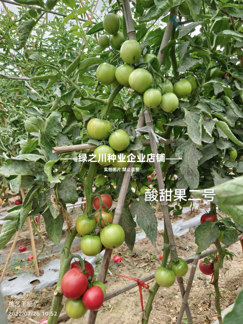 豫艺酸甜果草莓番茄种子酸甜果二号水果番茄种籽草莓柿子种籽