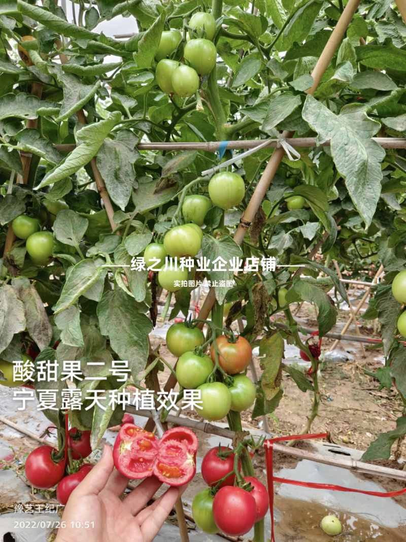 豫艺酸甜果草莓番茄种子酸甜果二号水果番茄种籽草莓柿子种籽