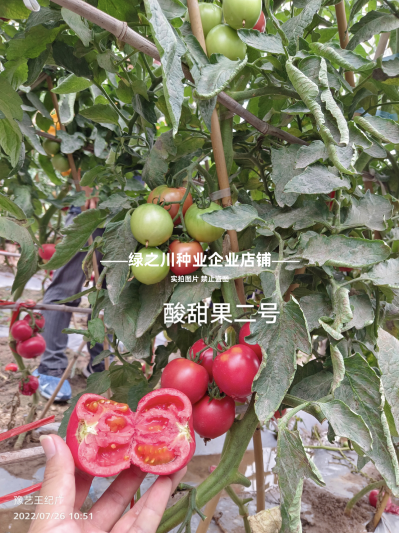 豫艺酸甜果草莓番茄种子酸甜果二号水果番茄种籽草莓柿子种籽