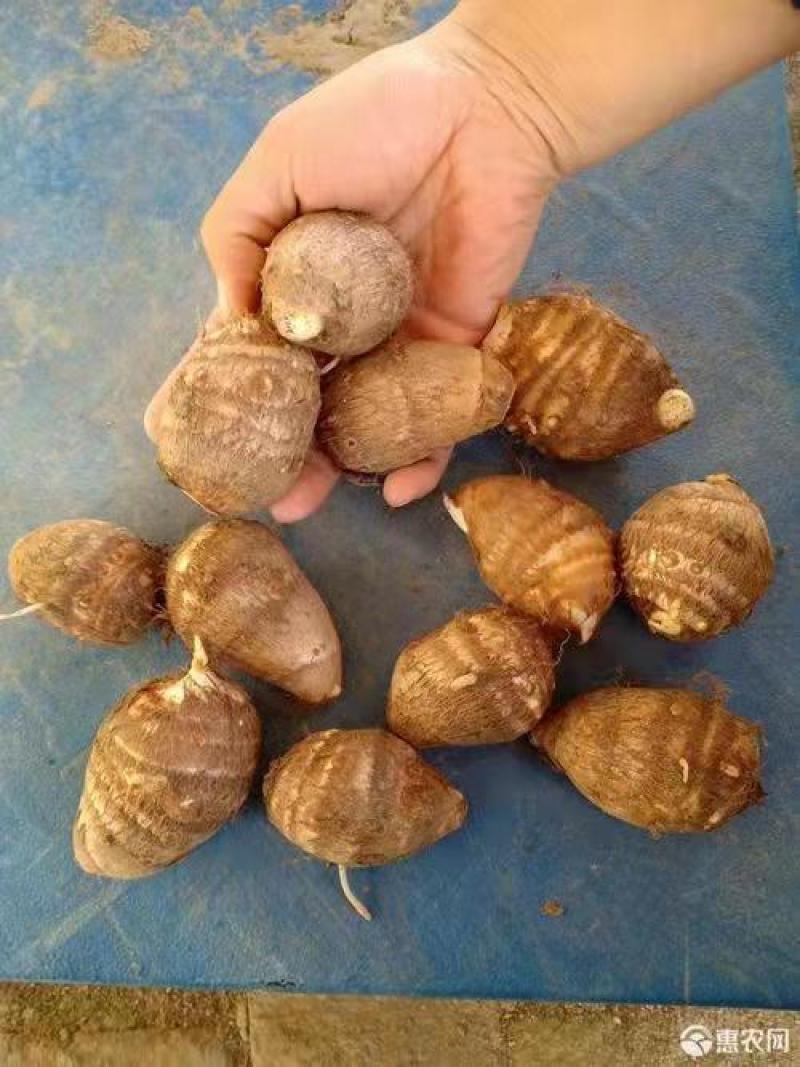 芋头大量上市，分级挑选，一手货源，保质保量全国发货