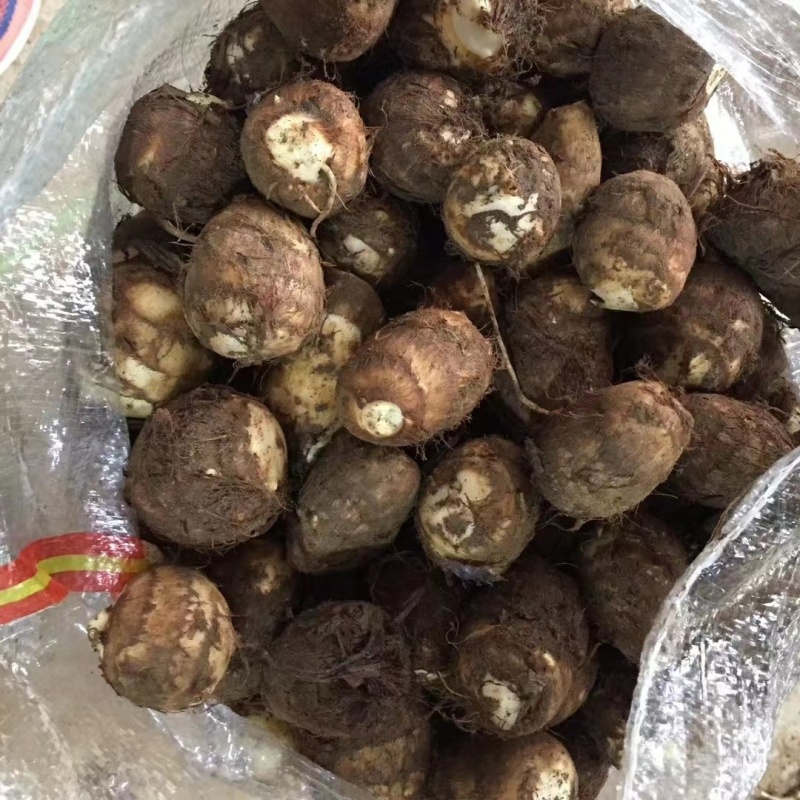 芋头大量上市，分级挑选，一手货源，保质保量全国发货
