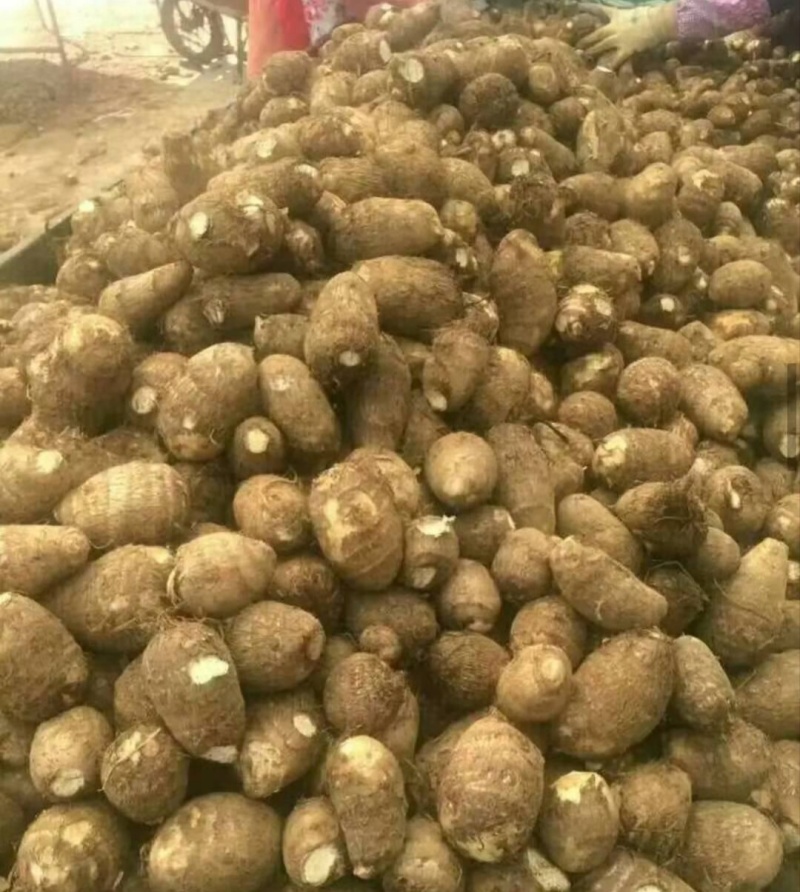 芋头大量上市，分级挑选，一手货源，保质保量全国发货
