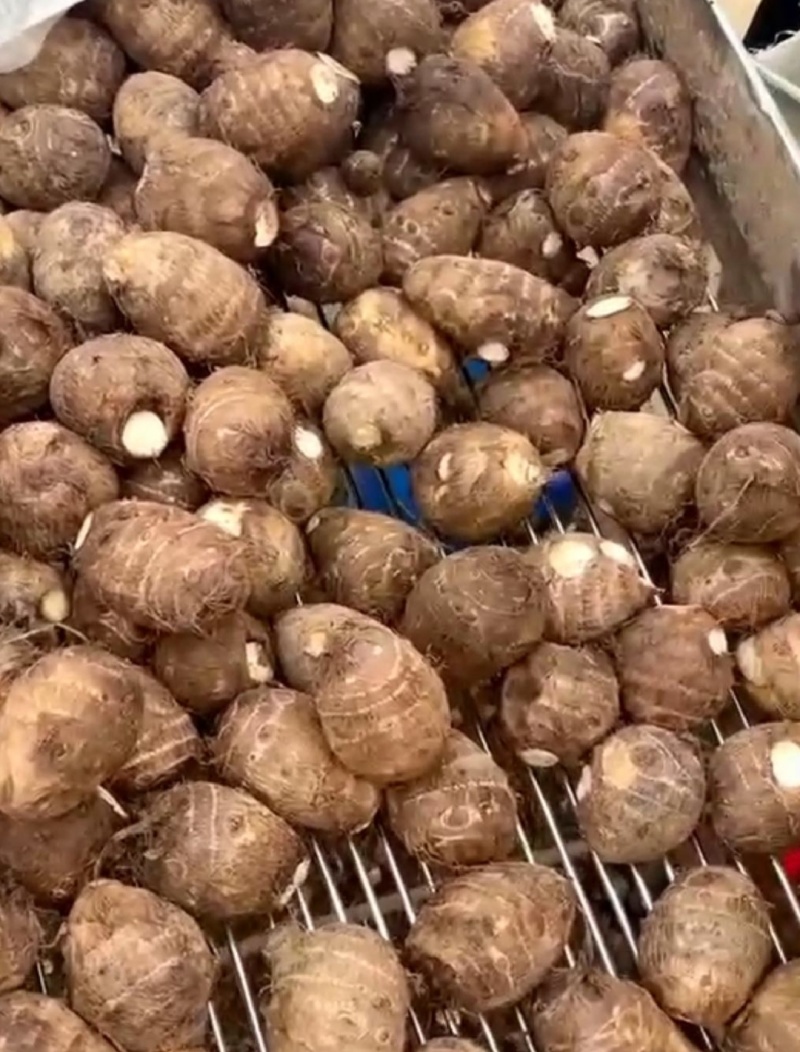 芋头大量上市，分级挑选，一手货源，保质保量全国发货
