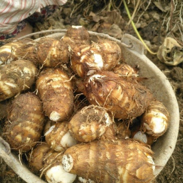 芋头大量上市，分级挑选，一手货源，保质保量全国发货