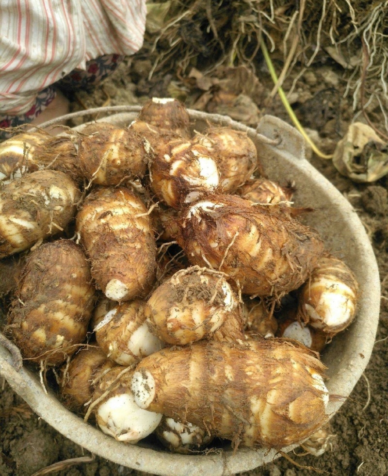 芋头大量上市，分级挑选，一手货源，保质保量全国发货