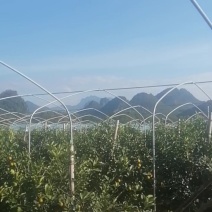脆蜜金桔脆蜜金桔第三代纯甜无酸