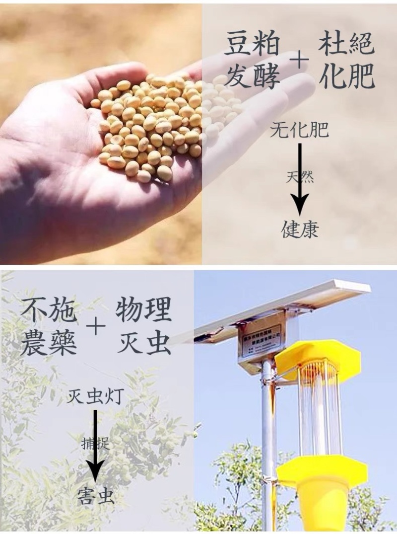 山东烟台【黄金奶油富士苹果】新鲜水果冰糖心电商一件代发