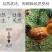 山东烟台【黄金奶油富士苹果】新鲜水果冰糖心电商一件代发